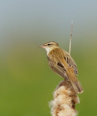 Rietzanger/Sedge Warbler