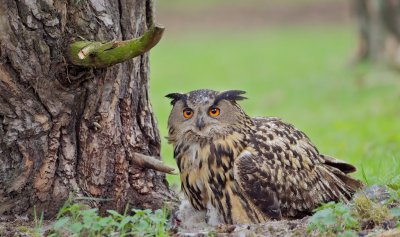 Oehoe/Eagle Owl