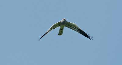 Grauwe Kiekendief/Montagu's Harrier