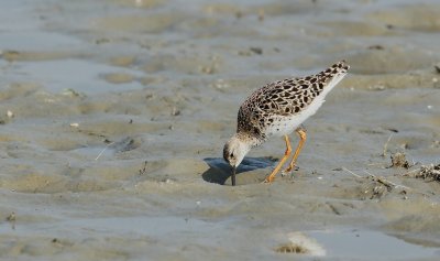 Kemphaan/Ruff
