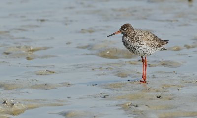Tureluur/Redshank