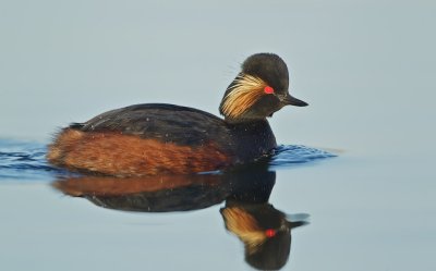 Geoorde Fuut/Black-Necked Grebe