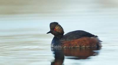 Geoorde Fuut/Black-Necked Grebe