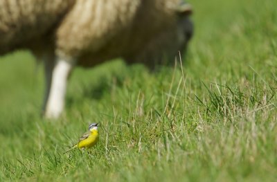 Gele Kwikstaart/Yellow Wagtail
