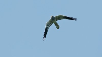 Grauwe Kiekendief/Montagu's Harrier
