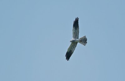 Grauwe Kiekendief/Montagu's Harrier