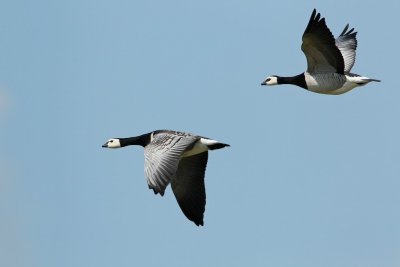 Brandgans/Barnacle Goose