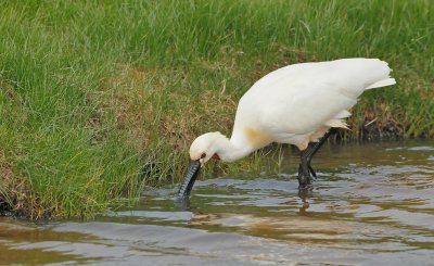 Lepelaar/Spoonbill
