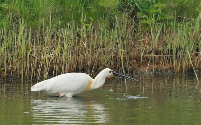 Lepelaar/Spoonbill