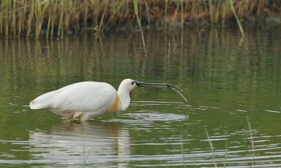 Lepelaar/Spoonbill