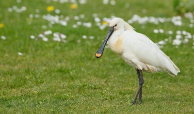 Lepelaar/Spoonbill