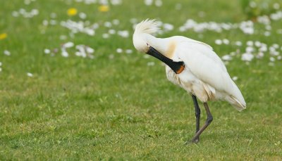 Lepelaar/Spoonbill
