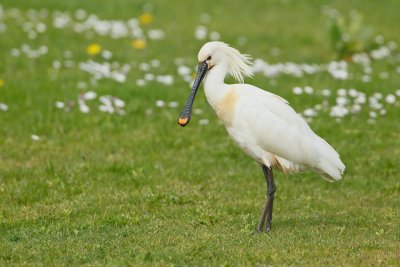 Lepelaar/Spoonbill