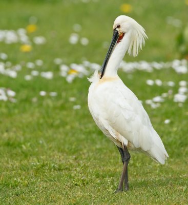 Lepelaar/Spoonbill