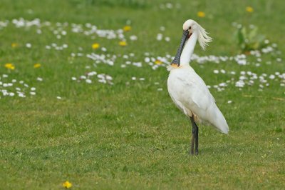 Lepelaar/Spoonbill