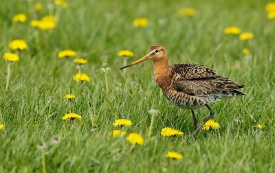 Grutto/Black-tailed Godwit