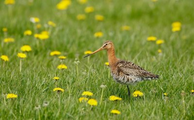 Grutto/Black-tailed Godwit