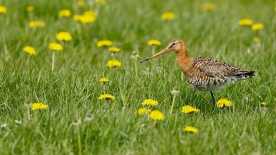 Grutto/Black-tailed Godwit