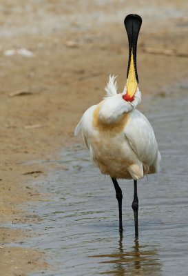 Lepelaar/Spoonbill