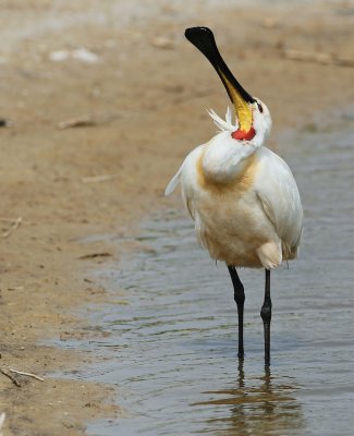 Lepelaar/Spoonbill