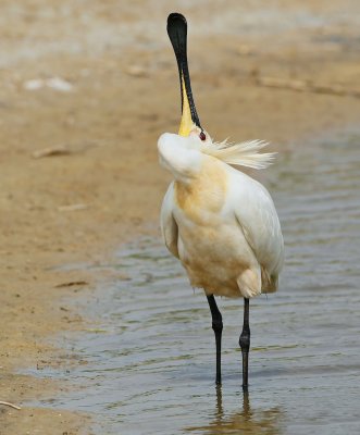 Lepelaar/Spoonbill