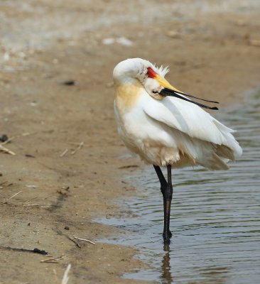 Lepelaar/Spoonbill