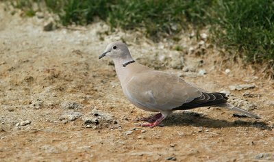 Turkse Tortel/Collared Dove