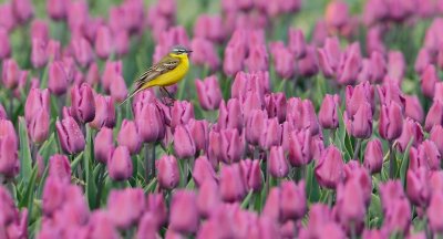 Gele Kwikstaart/Yellow Wagtail