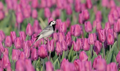 Witte Kwikstaart/Pied Wagtail