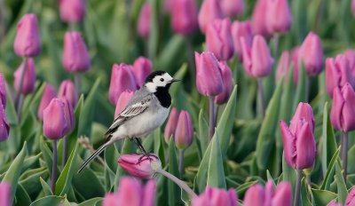 Witte Kwikstaart/Pied Wagtail