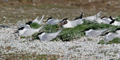 Grote Stern/Sandwich Tern