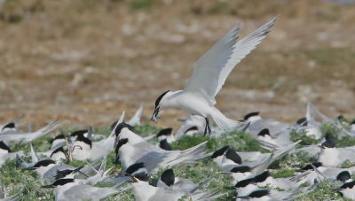 Grote Stern/Sandwich Tern
