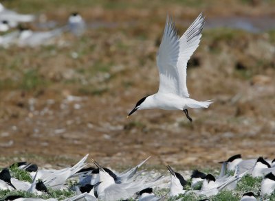 Grote Stern/Sandwich Tern
