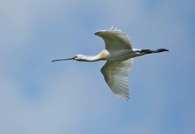 Lepelaar/Spoonbill