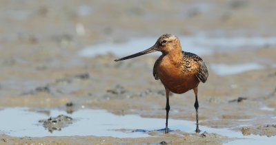Rosse Grutto/Bar-tailed Godwit