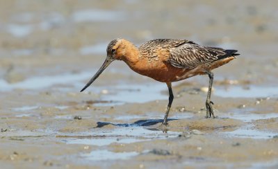 Rosse Grutto/Bar-tailed Godwit