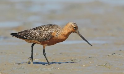 Rosse Grutto/Bar-tailed Godwit