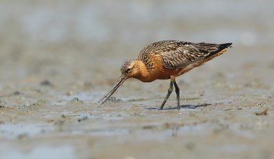 Rosse Grutto/Bar-tailed Godwit