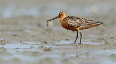 Rosse Grutto/Bar-tailed Godwit