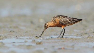 Rosse Grutto/Bar-tailed Godwit
