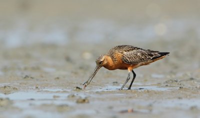 Rosse Grutto/Bar-tailed Godwit