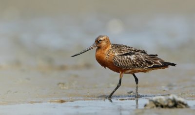 Rosse Grutto/Bar-tailed Godwit