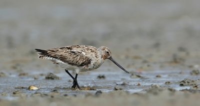 Rosse Grutto/Bar-tailed Godwit