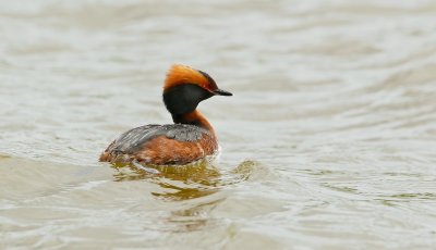 Kuifduiker/Slavonian Grebe