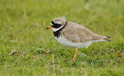 Bontbekplevier/Ringed Plover
