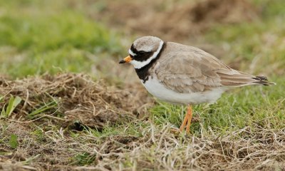 Bontbekplevier/Ringed Plover