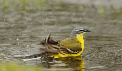 Gele Kwikstaart/Yellow Wagtail