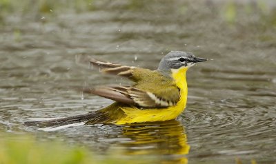Gele Kwikstaart/Yellow Wagtail