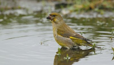 Groenling/Greenfinch