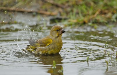 Groenling/Greenfinch
